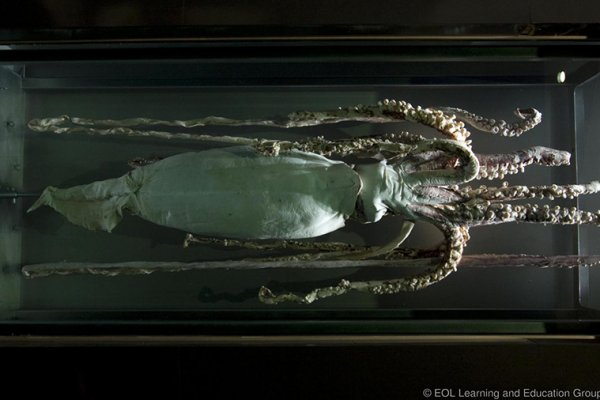 Kraken onion darknet zerkalo